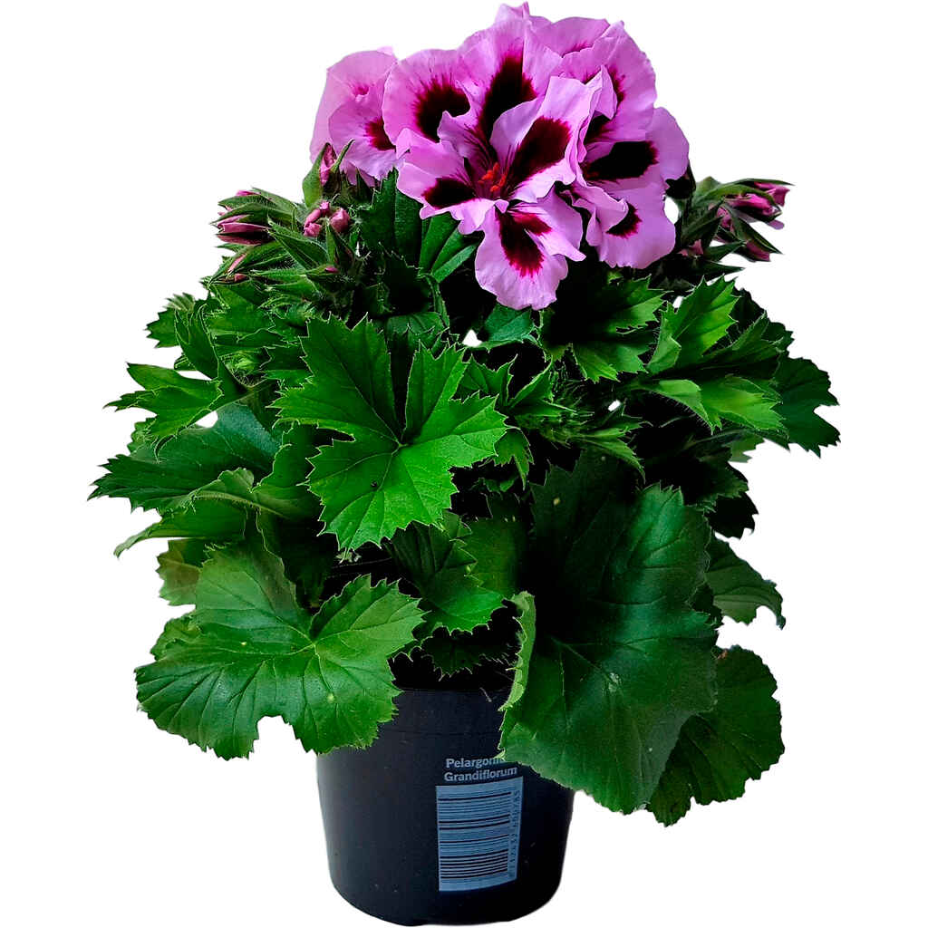 Jalopelargoni 12 cm ruukussa