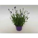 Tähkälaventeli 12 cm ruukussa