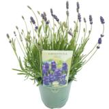 Tähkälaventeli 17 cm ruukussa