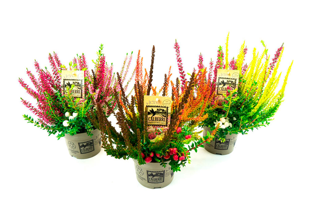 Calluna Calberries 13 cm