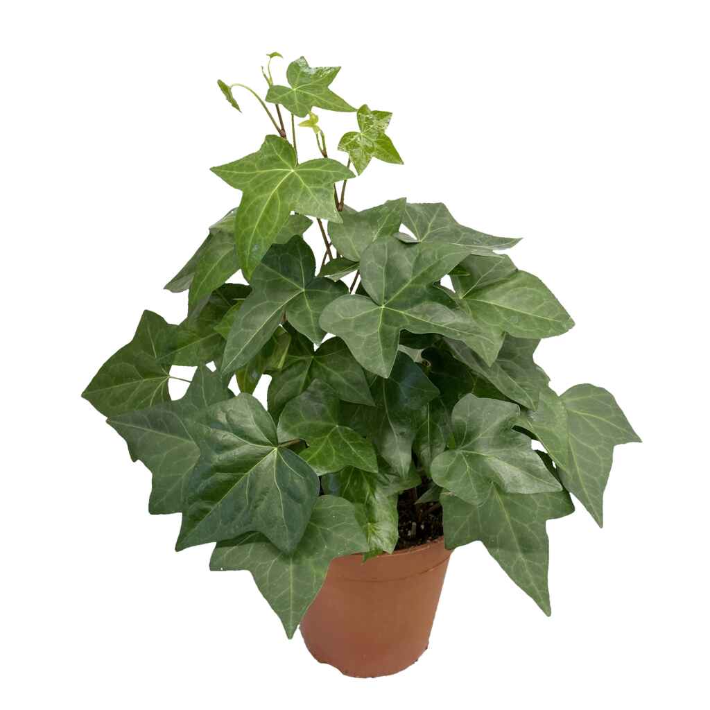 isolehtinen muratti 'Montgomery'