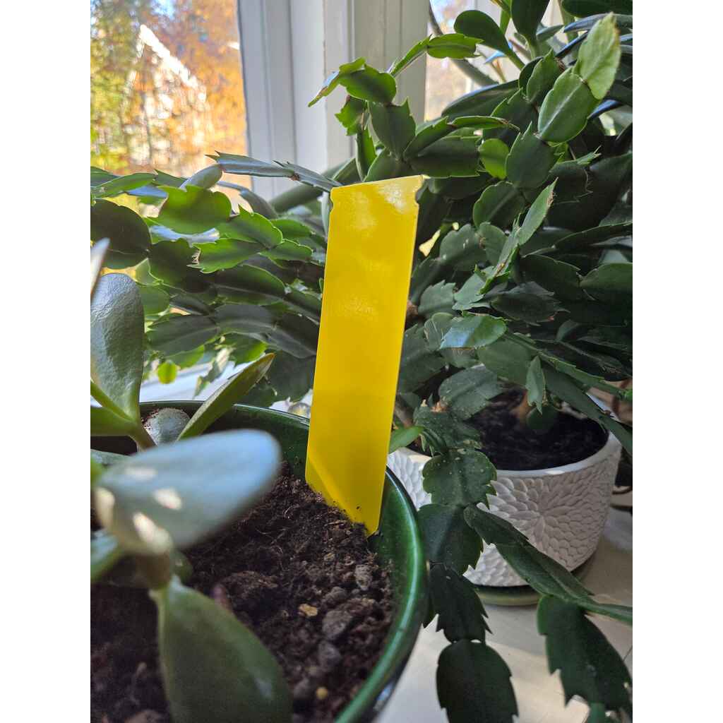 Tuholaisten liima-ansa kukkaruukkuun