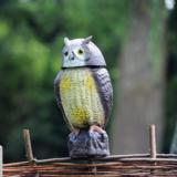 Linnunpelätinpöllö