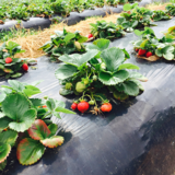 Biohajoava katekalvo 1,6x10 m