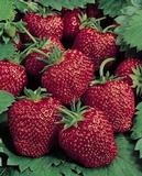 Mansikka Honeoye FinE 10 kpl