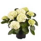 Hortensia 17 cm ruukussa