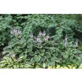 Komeakuunlilja Francee