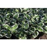 Jalokuunlilja Minute Man