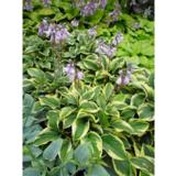 Jalokuunlilja Pilgrim