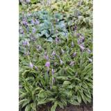 Jalokuunlilja Stiletto