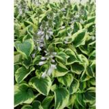 Jalokuunlilja Wide Brim