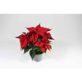 Joulutähti punainen monilatvainen M-koko