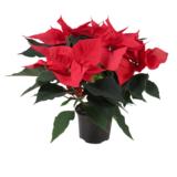 Joulutähti punainen monilatvainen XL-koko