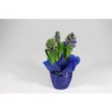 Hyasintti 3-sipulia lahjakääreessä mix