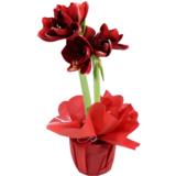Amaryllis lahjakääreessä, punainen