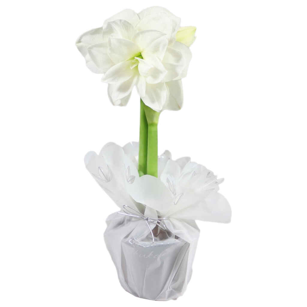 Amaryllis valkoisessa lahjakääreessä