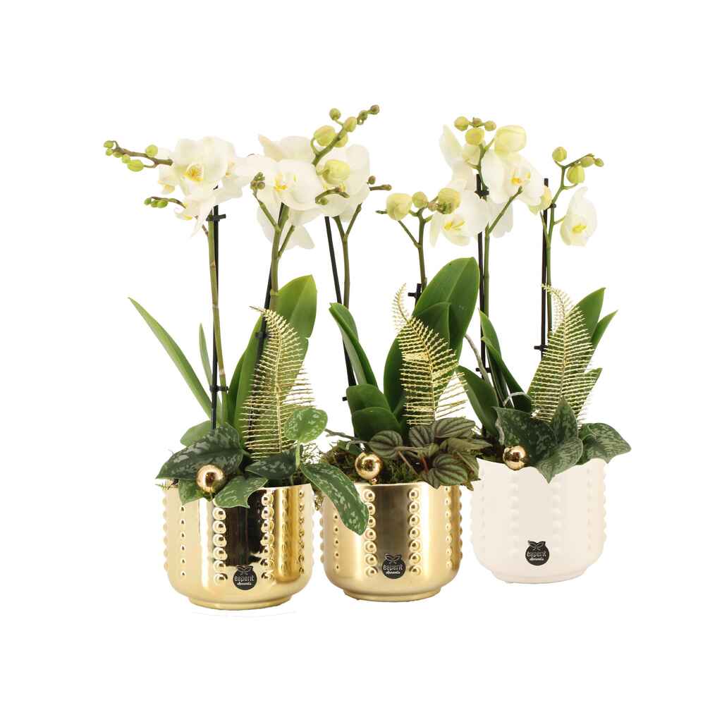 Orkidea keramiikassa