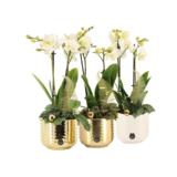 Orkidea keramiikassa