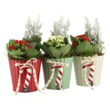 Jouluistutus Tulilatva