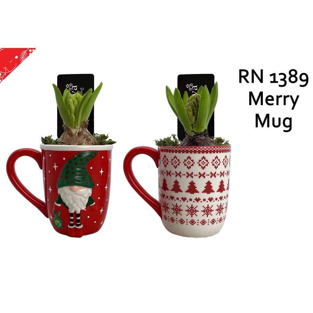 Hyasintti joulumukissa