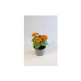 Oppineittenkukka 12 cm ruukussa
