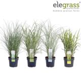 Elefanttiheinä 19 cm ruukussa