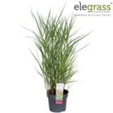 Lännenhirssi Cheyenne Sky 19 cm ruukussa