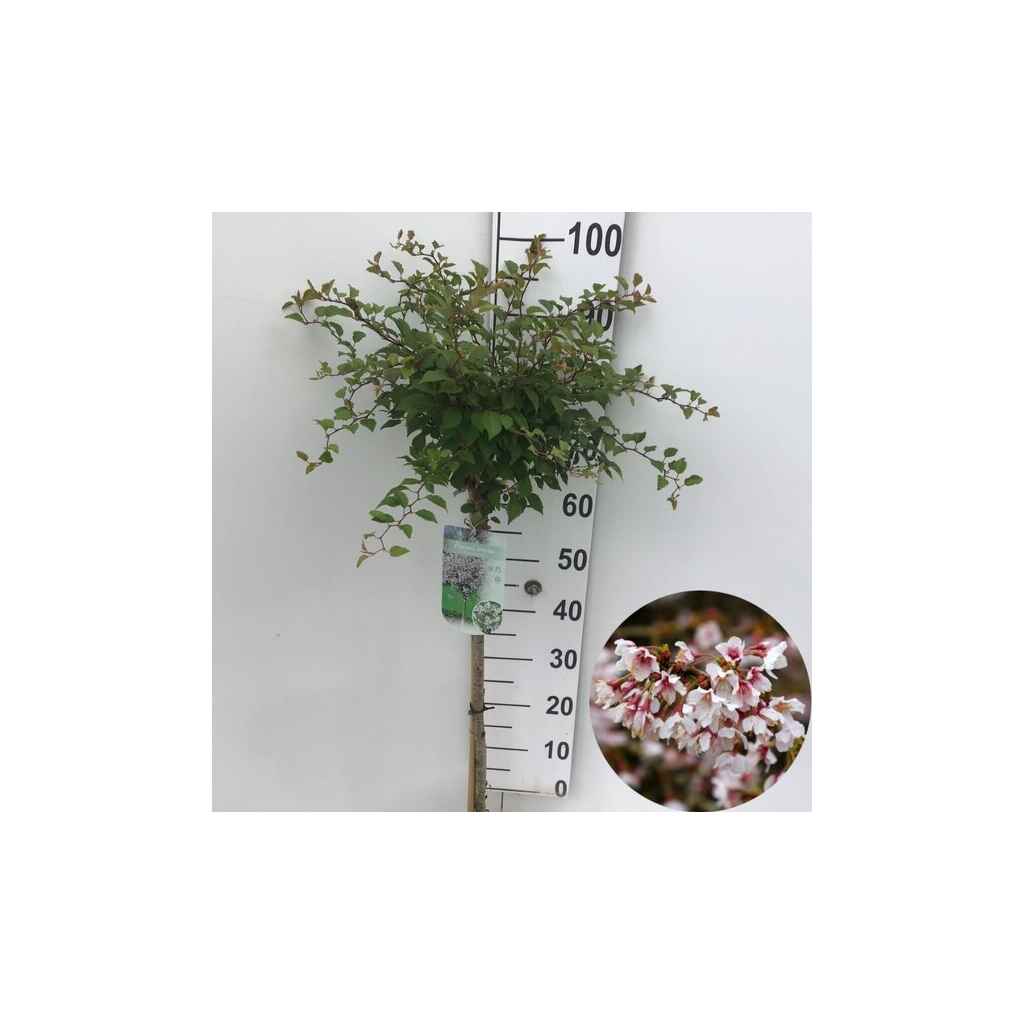 japaninkääpiökirsikka 'Kojou-no-mai'