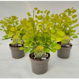 Peruukkipensas Golden Spirit, ruukun koko 20 cm