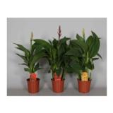 Kanna 17 cm ruukussa