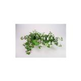 Lumihiutale 12 cm ruukussa