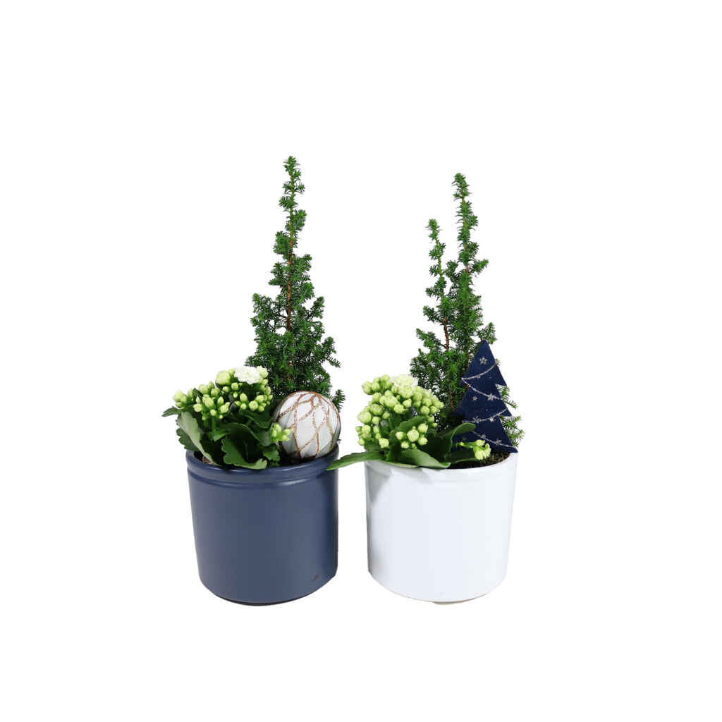 Istutus sinivalkoinen