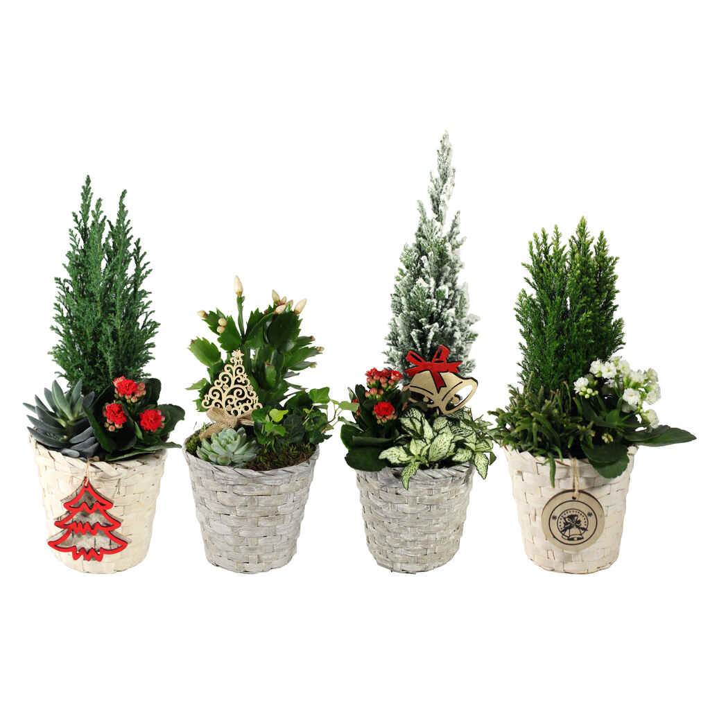 Jouluistutus mix 13 cm