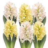 Pääsiäishyasintti 9 cm ruukussa