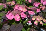 Jalohortensia Flair & Flavours® Cotton Candy, astiakoko 5L