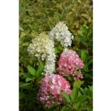 Syyshortensia Little Lime® Punch, astiakoko 3L