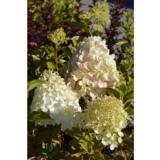 Syyshortensia Polar Bear, astiakoko 3L