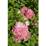 Syyshortensia Quick Fire Fab®, astiakoko 3L