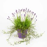 Laventeli-istutus 19 cm ruukussa