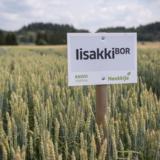 Iisakki BOR kevätvehnä kemiallisesti peitattu 800 kg