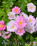 Tarhakurtturuusu Sointu FinE, astiakoko 3L