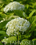 Pallohortensia Strong Annabelle® Incrediball, astiakoko 3L