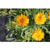 Isokaunosilmä Sunray