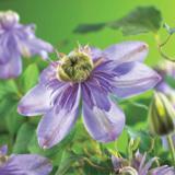 Loistokärhö Blue Light, astiakoko 1L