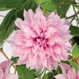 Loistokärhö Multi Pink®, astiakoko 1L