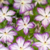 Viinikärhö Pernille, astiakoko 2L