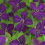 Tarhaviinikärhö Polish Spirit, astiakoko 1L