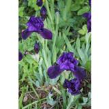 Kääpiökurjenmiekka