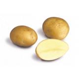 Siemenperuna Van Gogh 5 kg