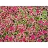 Kaukaasianmaksaruoho Fuldaglut